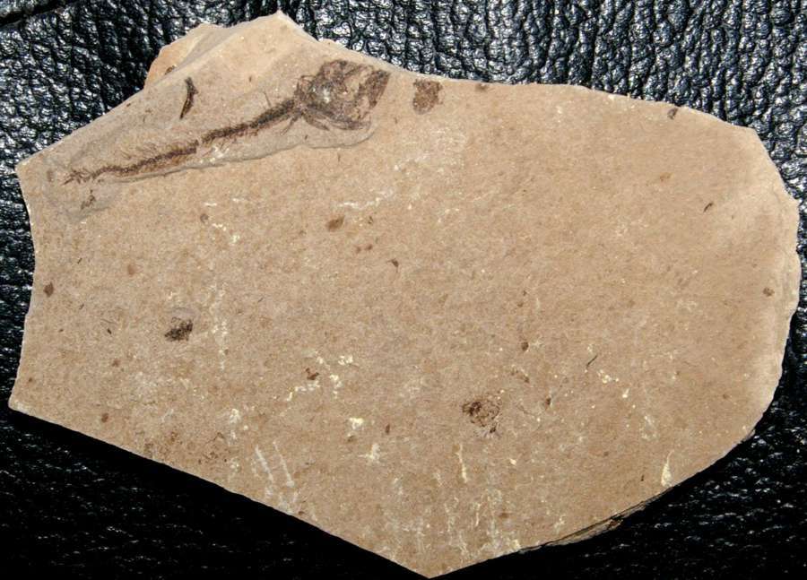 Fossilien Fisch