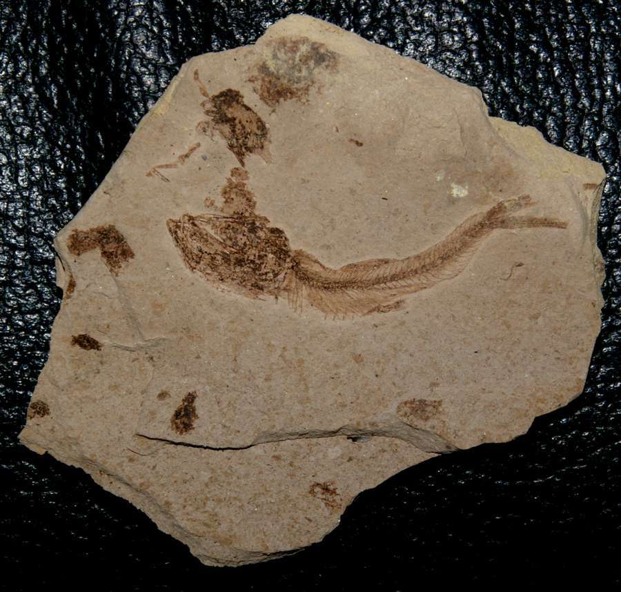 Fossilien Fisch