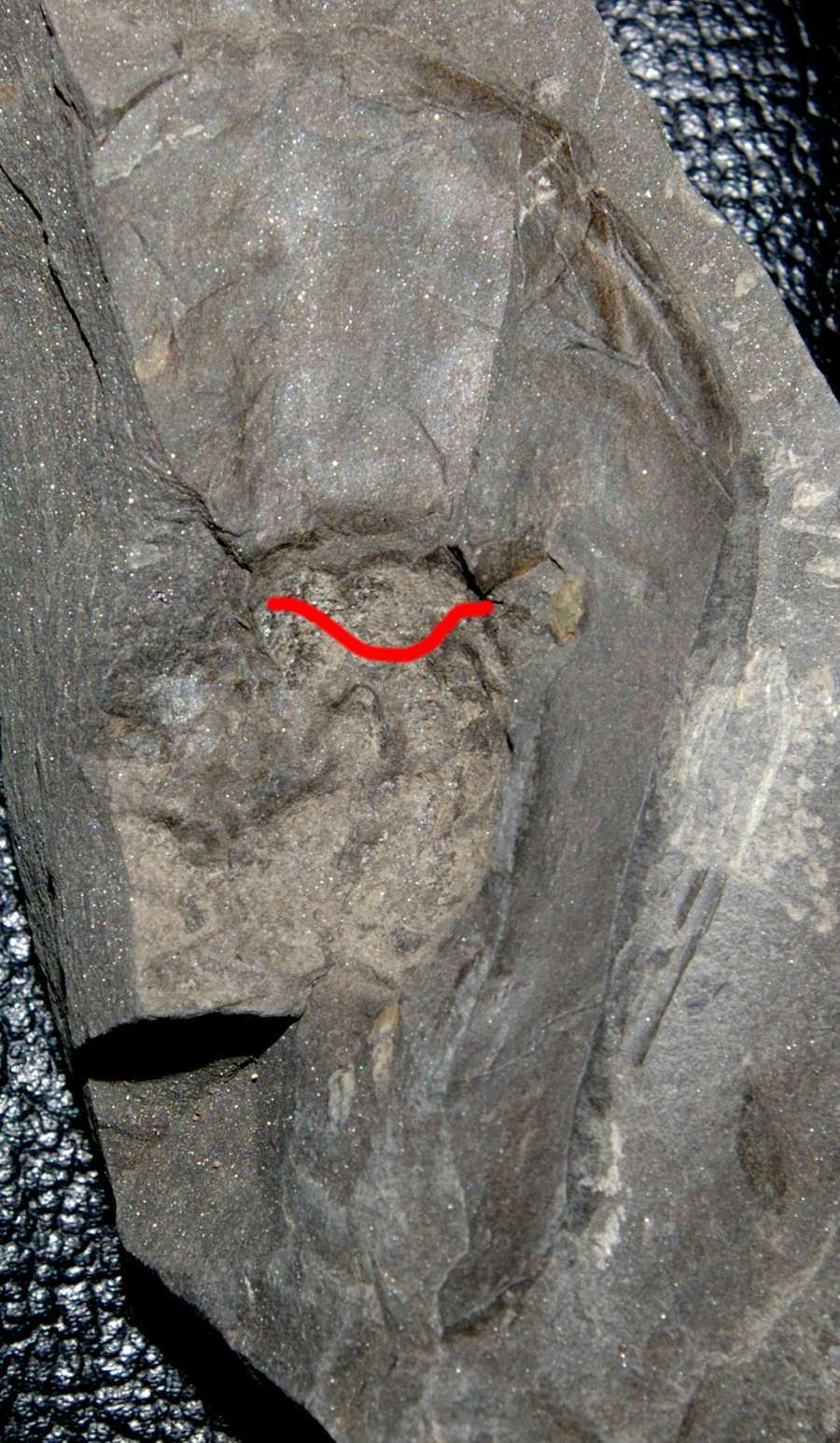 Psammosteiformes