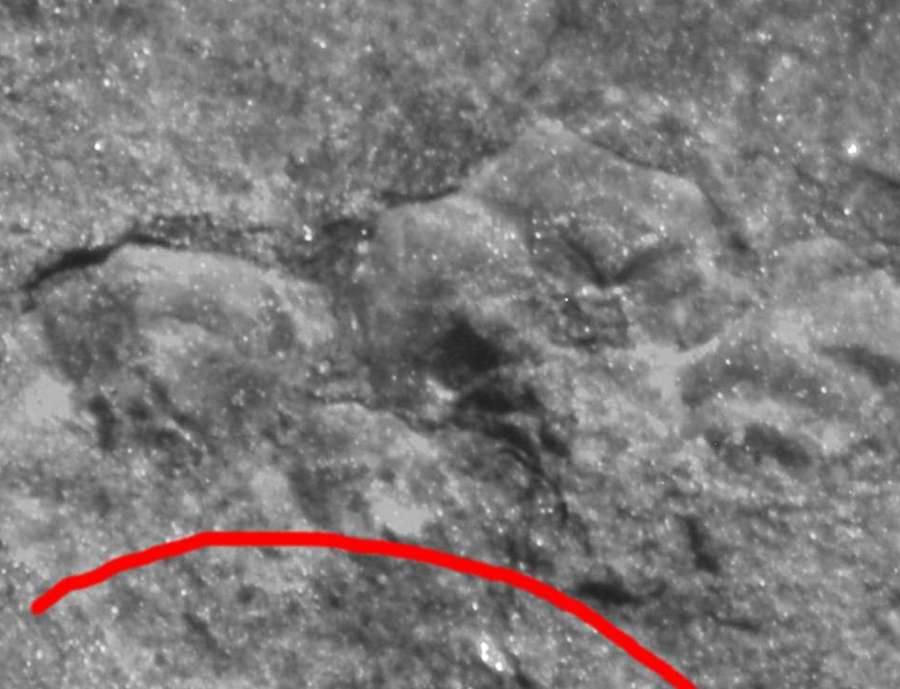  Antiarcha