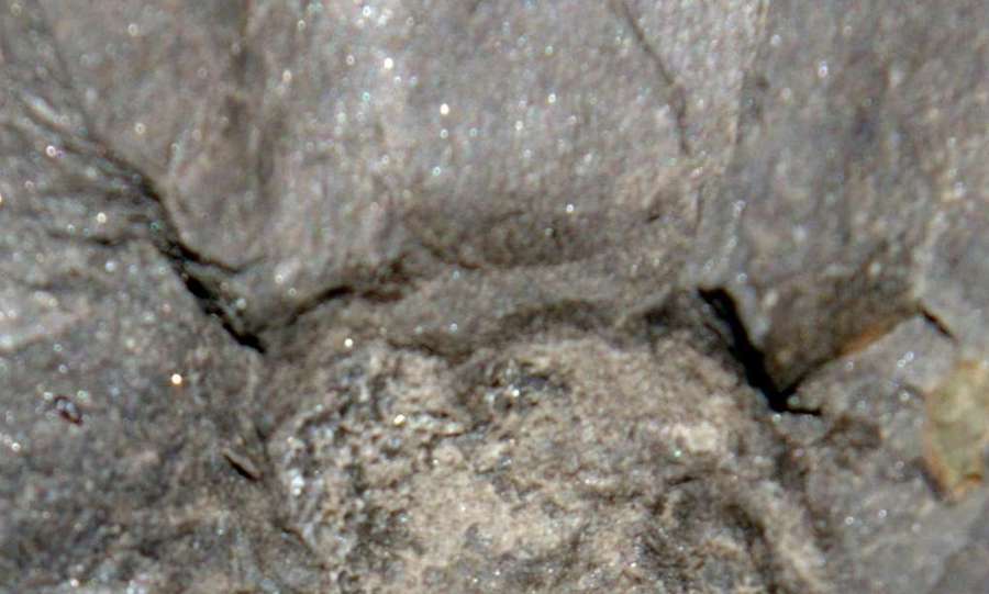 Dinichthyidae
