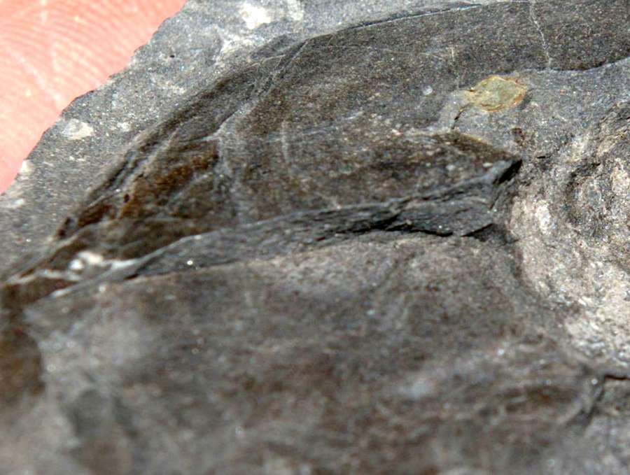 Devonian fossil fish