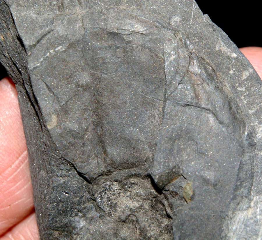 Devonian fossil fish