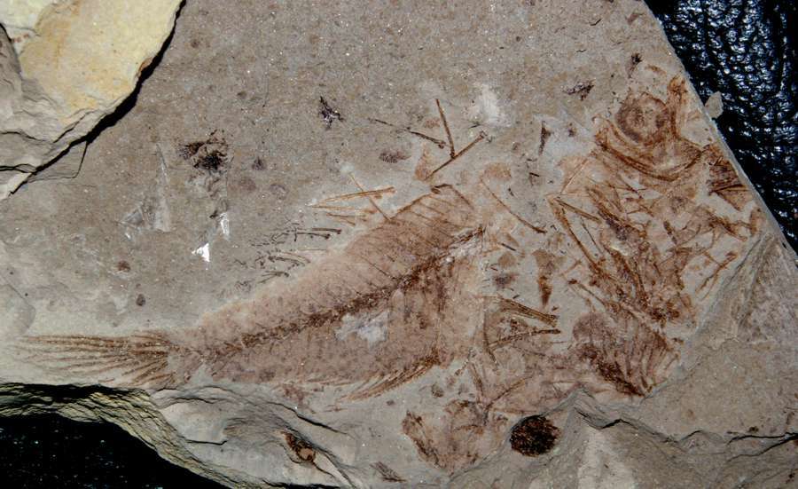 Serranus sp
