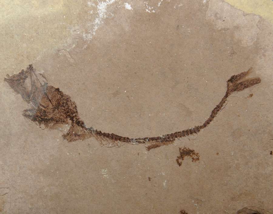 Glossanodon musceli.jpg