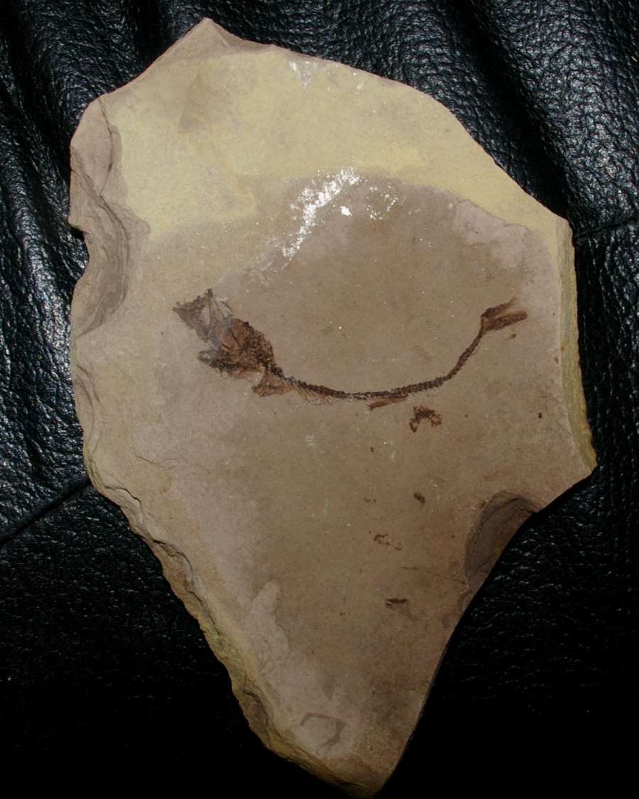 Fossil fish.jpg