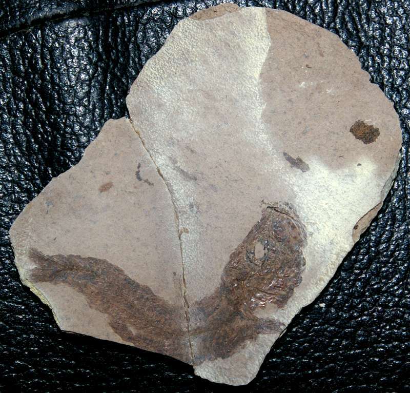 Clupea sardinites
