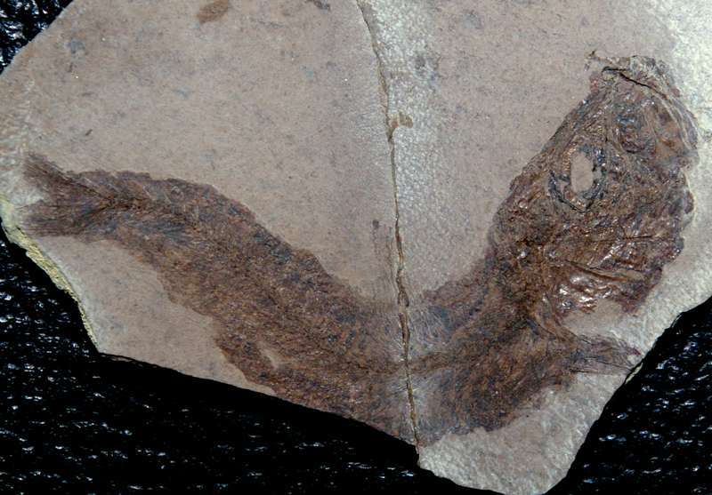 Fossilien Fisch Fische