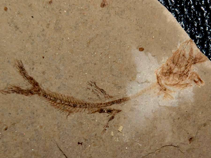 Argentinidae