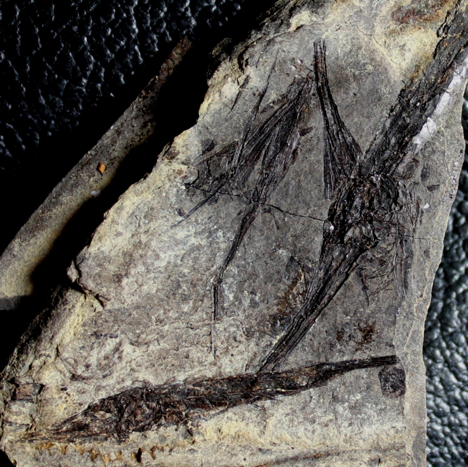  Fossilien Fische