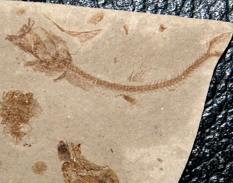 Glossanodon musceli.jpg