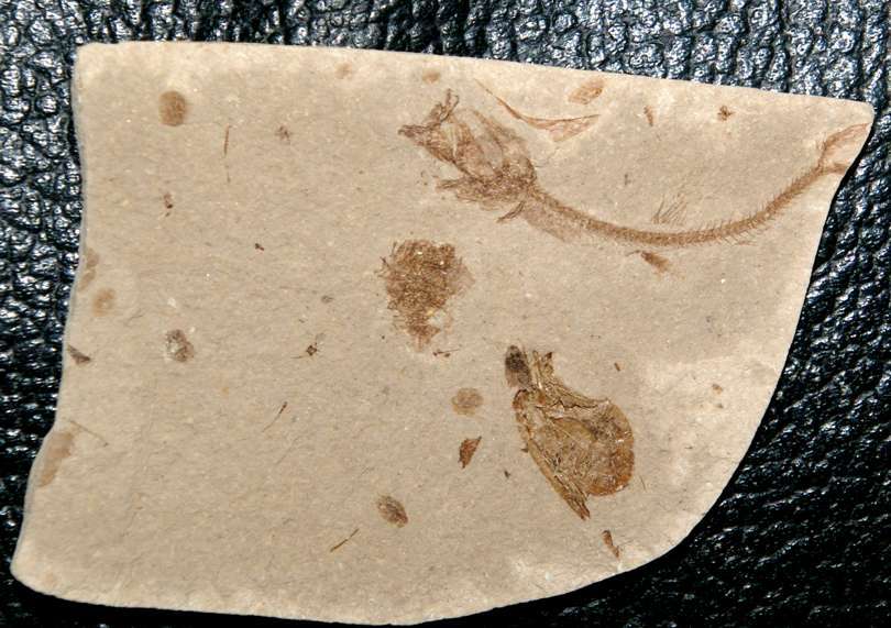 Fossil Fish.jpg