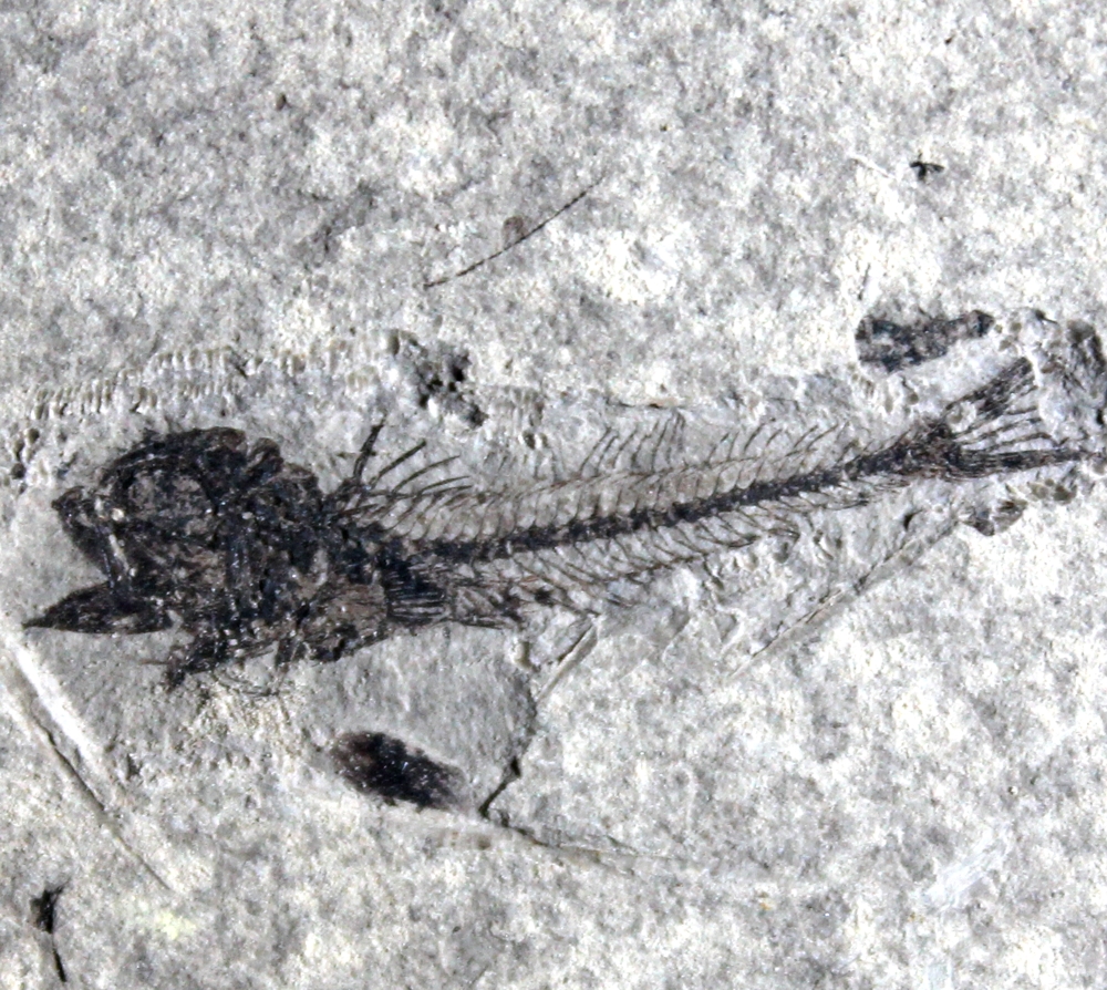 Trachinus minutus
