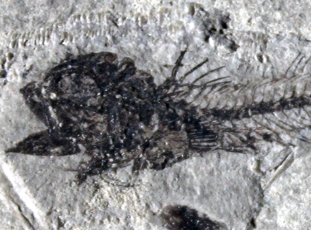 Trachinus minutus