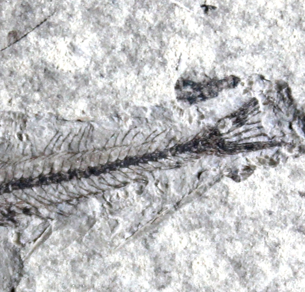 Trachinus minutus