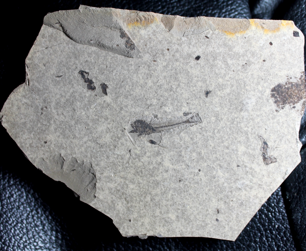 fossil fish