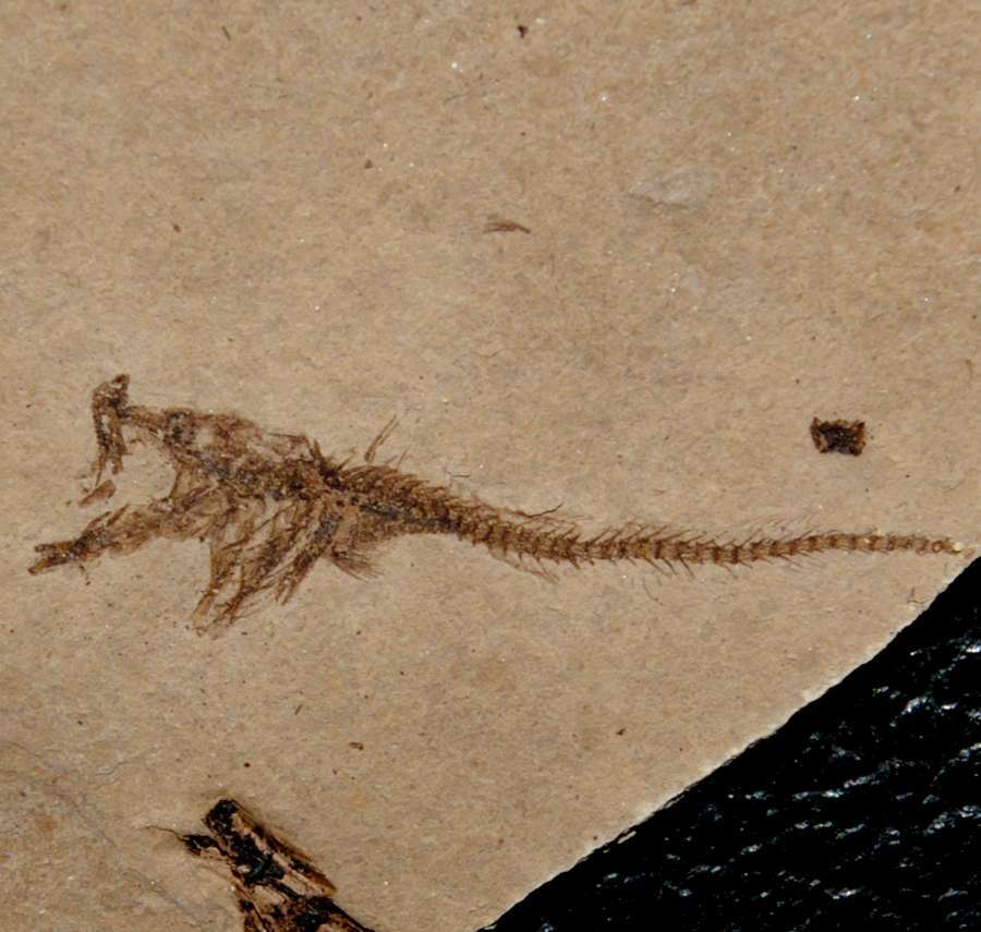 Carpathian basin fossil fish