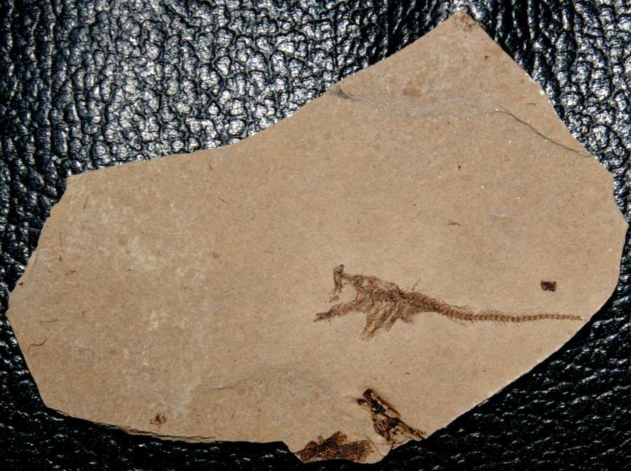 Carpathian basin fossil fish