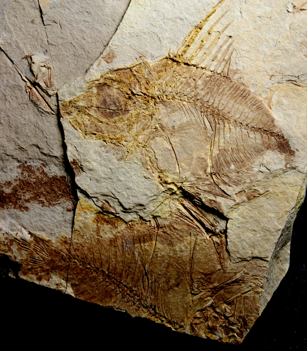  Museum quality fossil