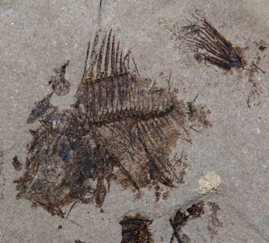  Museum quality fossil