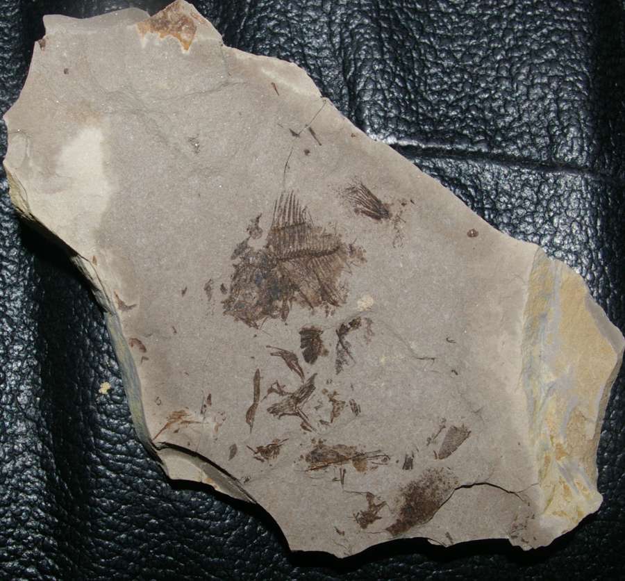  Capros radobojanus