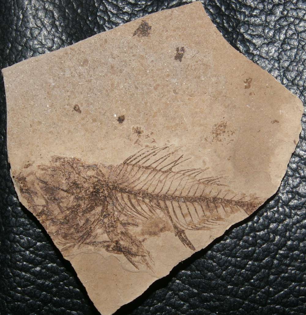 fossil fish