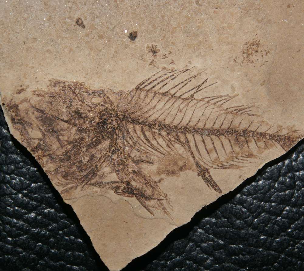 Serranus