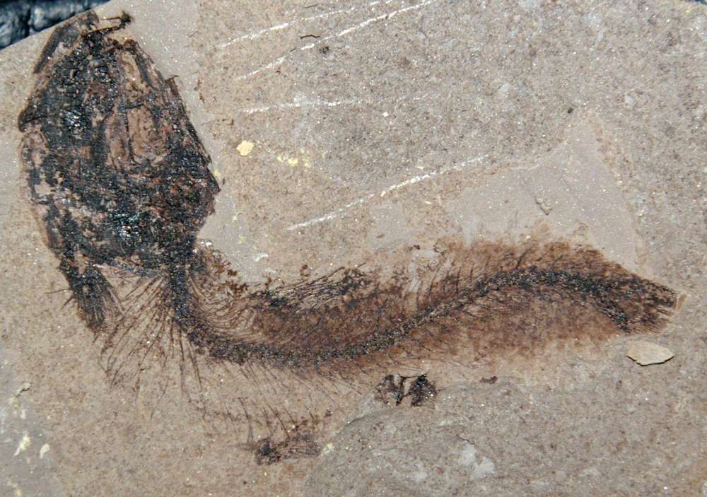 fossil fish