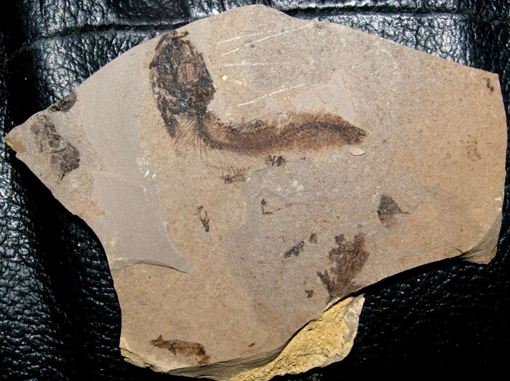fossil fish