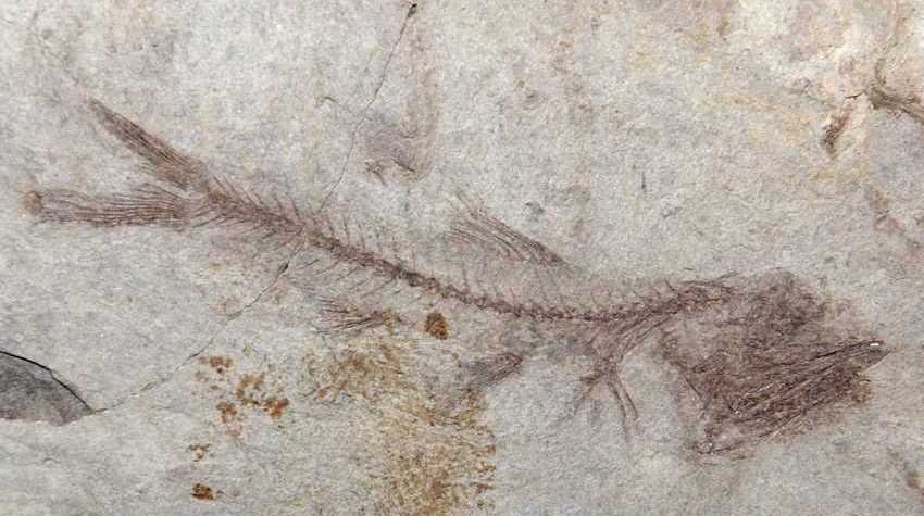Fossil fish