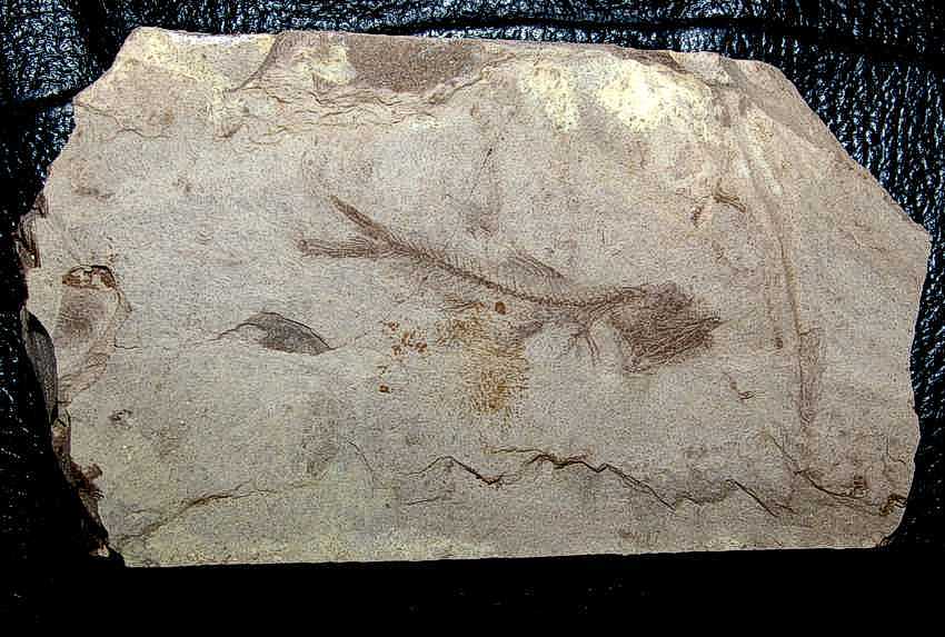Oligocene fish