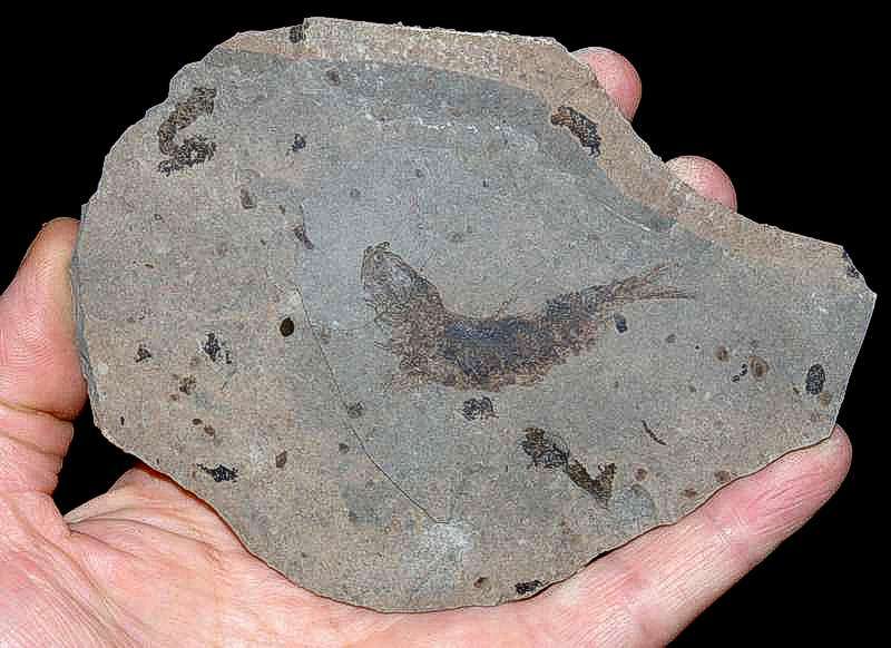 Clupea sardinites