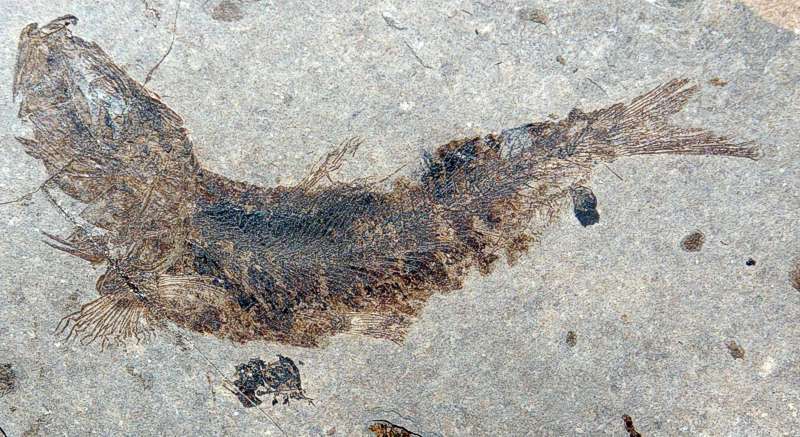Clupea sardinites