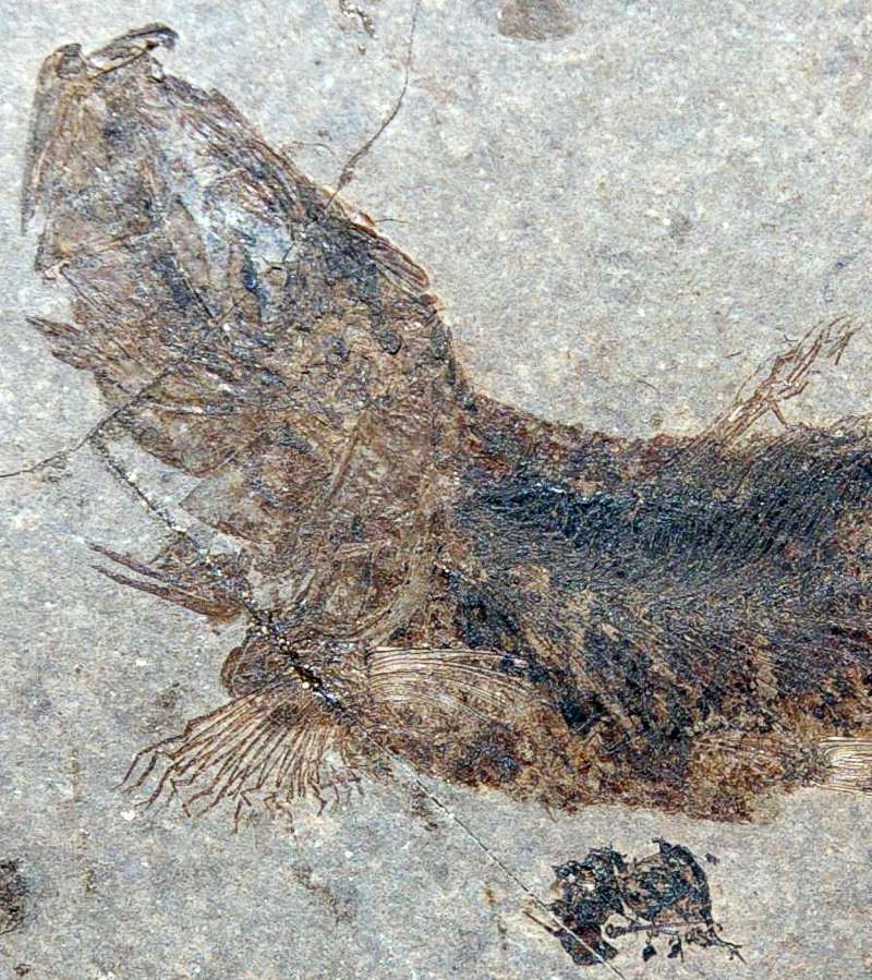 Clupea sardinites