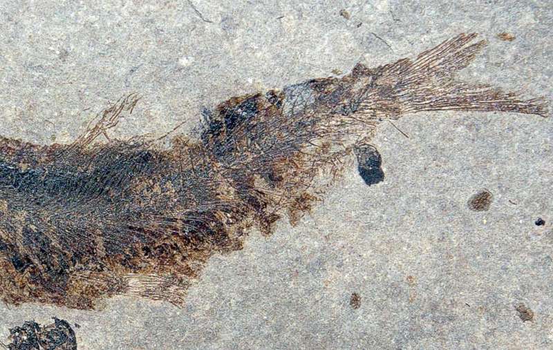 Clupea sardinites