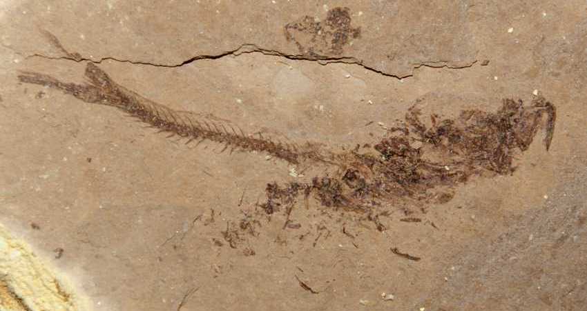 fossil fish