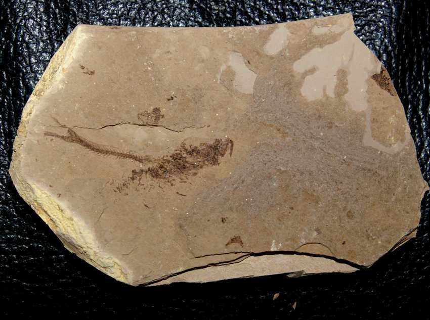 fossil fish