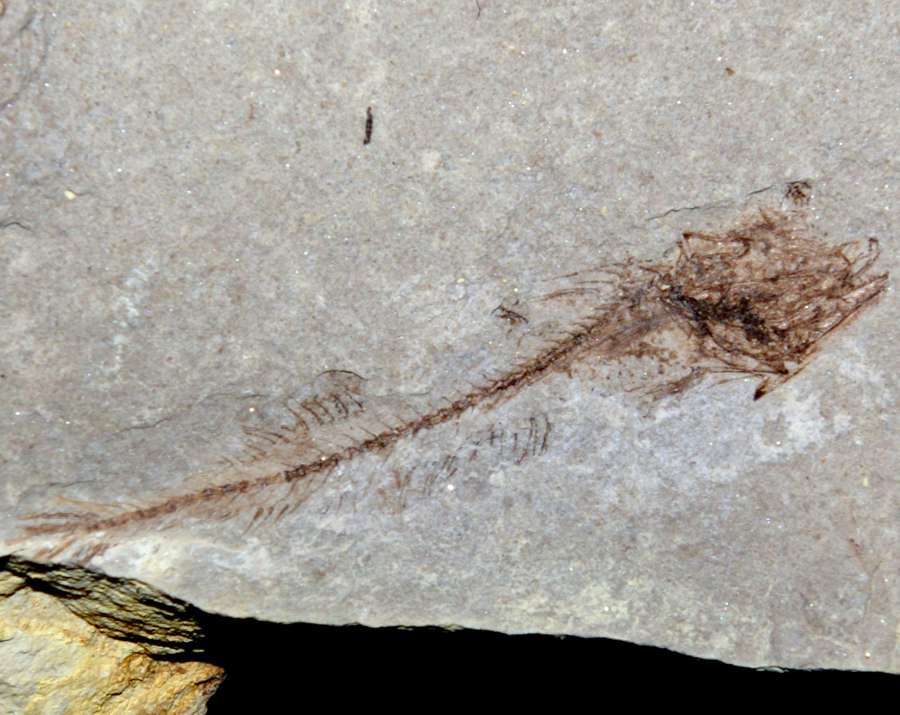 Paleogadus simionescui