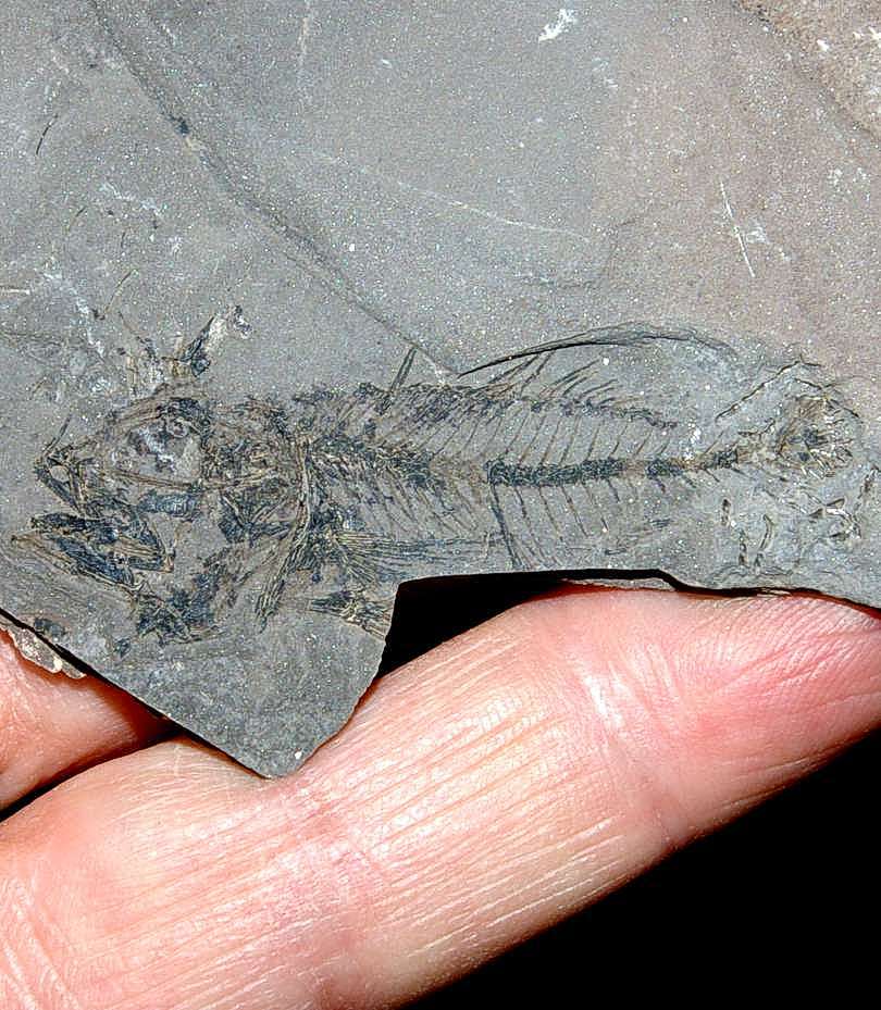 Serranus budensis