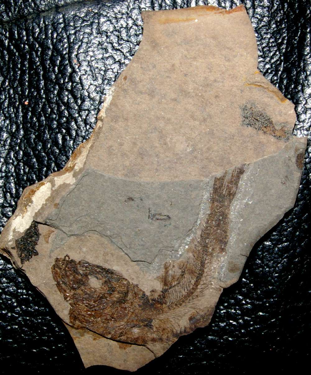 Clupea sardinites