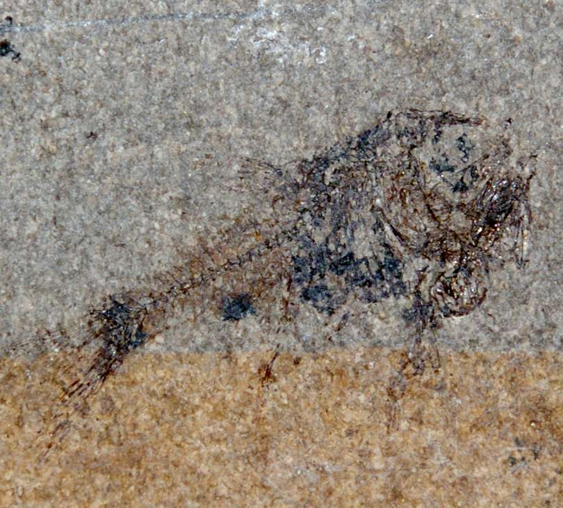 Fossilien Fisch