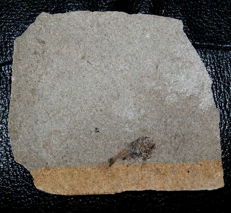 Fossilien Fisch Polyipnus sobnioviensis
