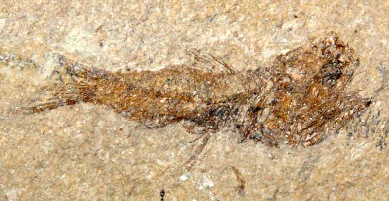 Fossilien Fisch