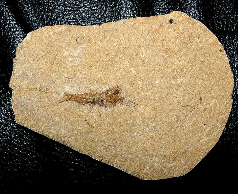 Fossilien Fisch