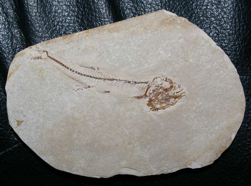 Fossilien Fisch