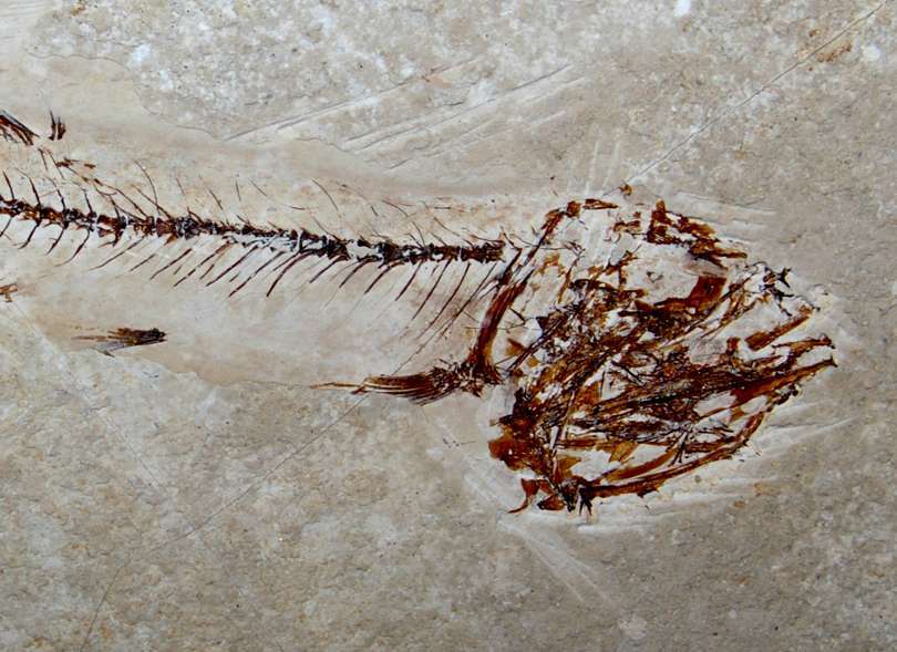 Fossilien Fisch