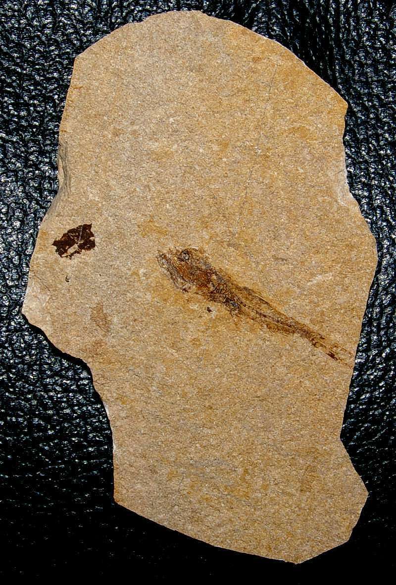 Fossilien Fisch