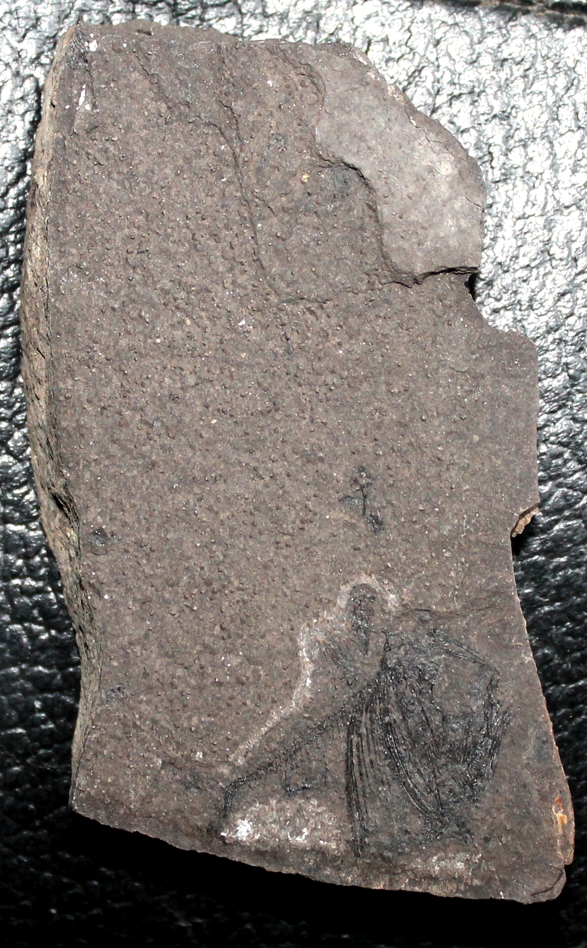  Argyropelecus cosmovicii