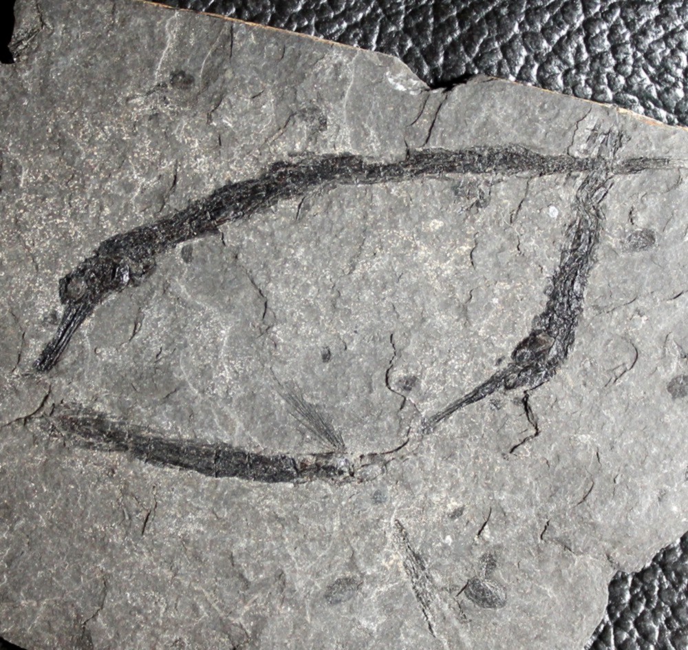  Syngnathus incompletus