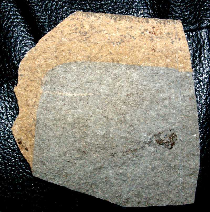 Fossilien Fisch